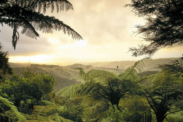 Forêt de fougères dans la vallée mexicaine