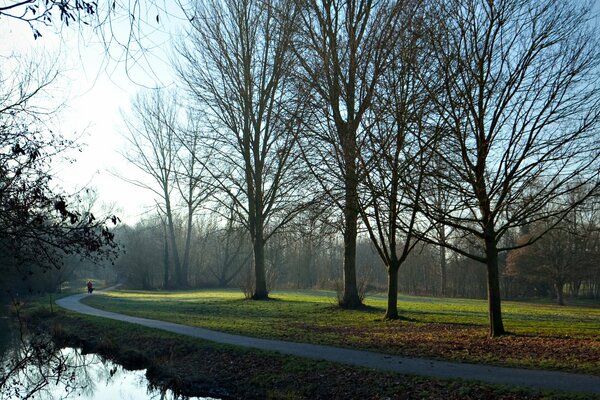 Early morning trail and green trees