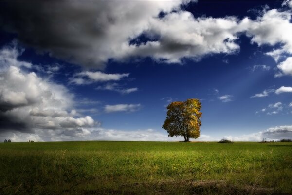 Grüner Baum unter gefiederten Wolken