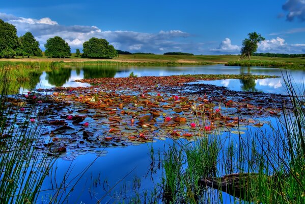 Lys rouges dans le lac bleu