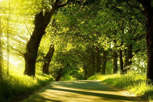 Gemütlicher Weg durch den grünen sonnigen Wald