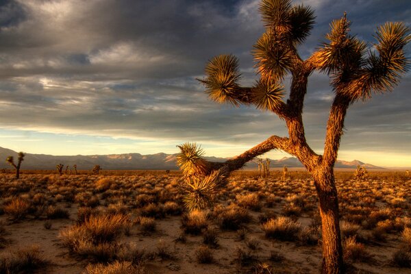 Natura del deserto la sera