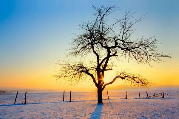 Albero solitario sulla superficie della neve