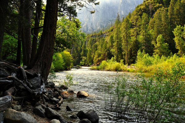 Ruisseau dans la forêt aux États-Unis