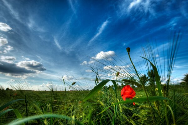 Meadows with flowers on the sky background