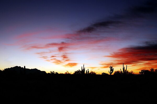 Gorgeous sunset and dark cacti