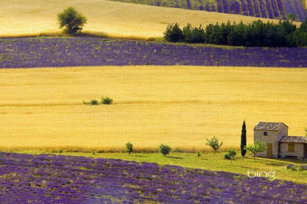 A house on a field of wheat and purple flowers