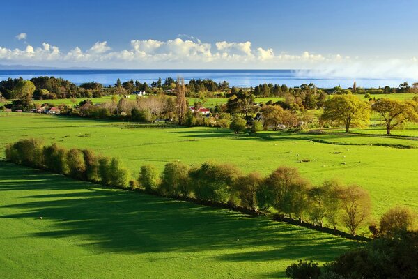 Green meadows under a blue sky