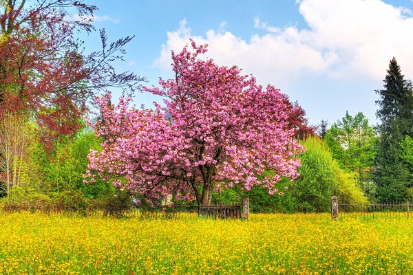 Un cerezo en flor en el parque junto a la cerca