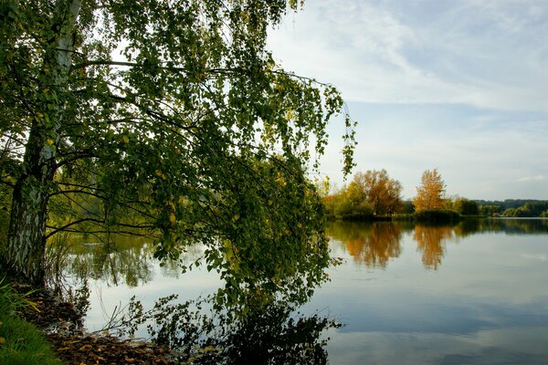 Birke, die sich am Abhang des Sees zum Wasser neigt