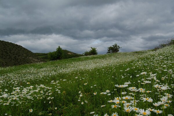 A beautiful field of daisies before the rain