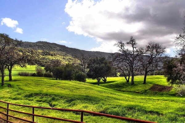 Hermoso paisaje de árboles en la hierba verde