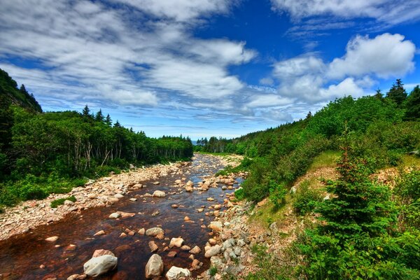 Landscape river with rocks in the forest