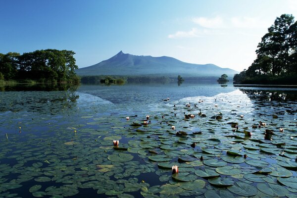 Górskie jezioro z wieloma liliami wodnymi
