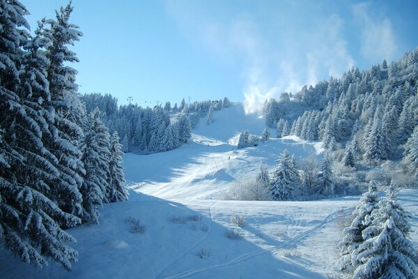 Winter landscape of fir trees in the snow