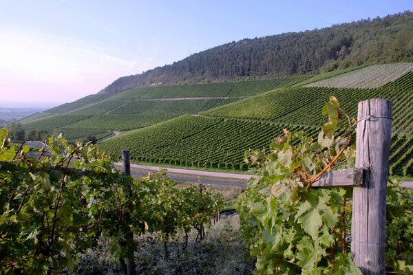 Plantaciones de uva verde para la elaboración del vino