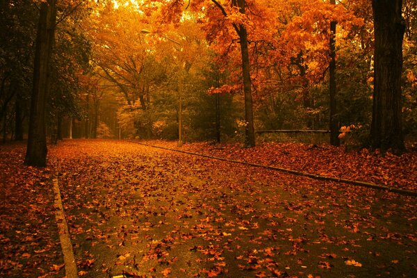 A road strewn with fiery autumn leaves