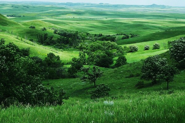 Schönes Foto der grünen Landschaft