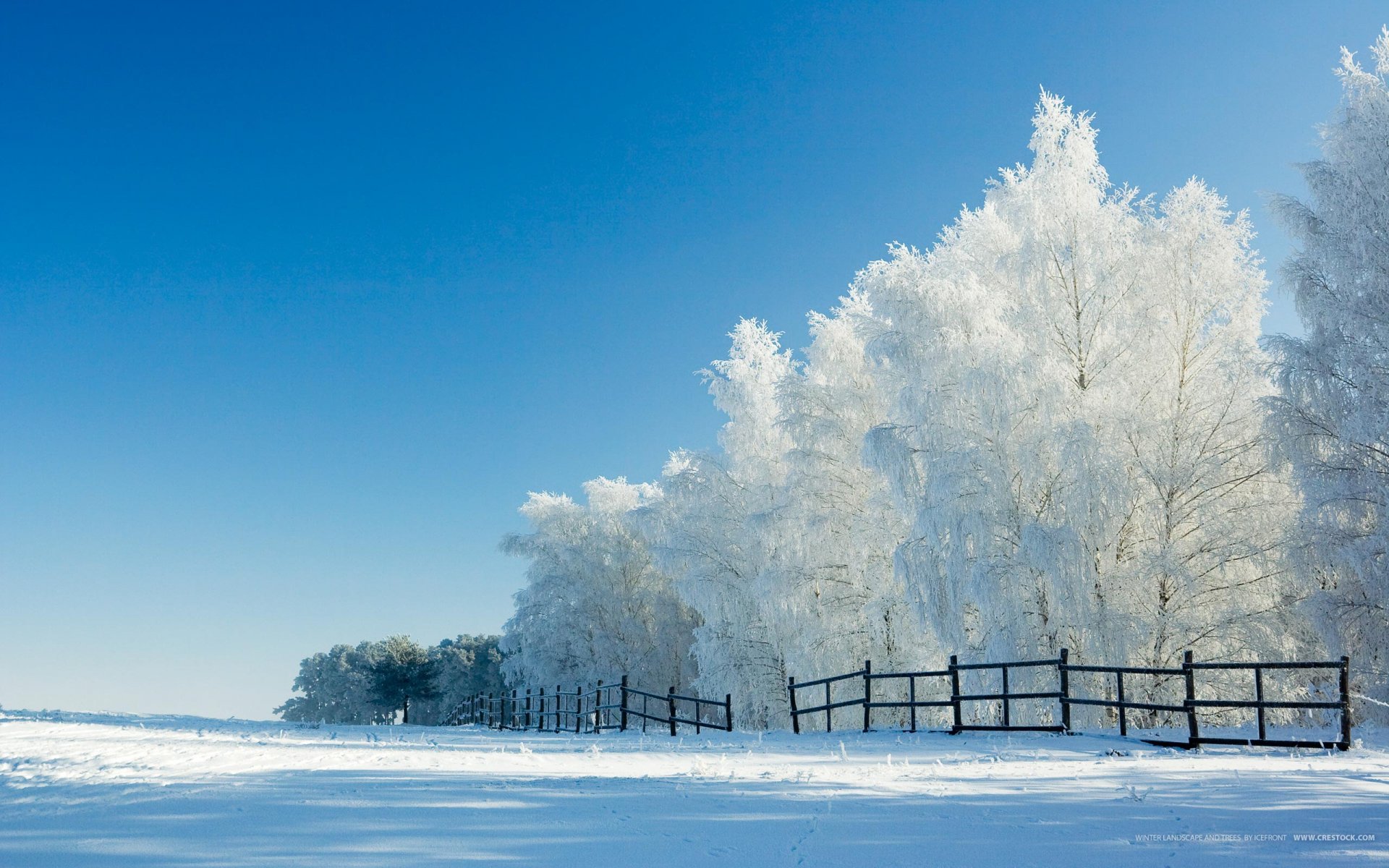 winter snow tree fence