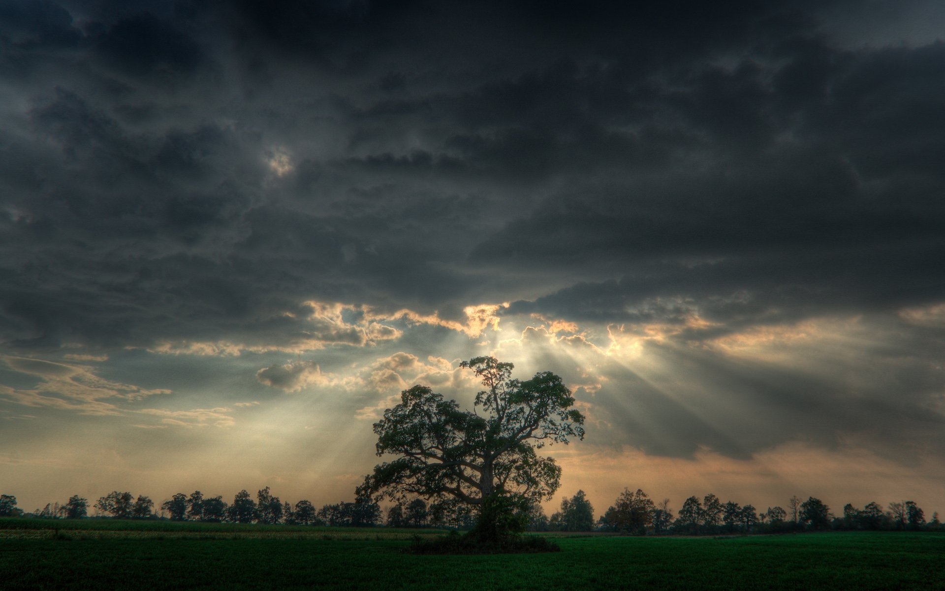 tree rays cloud