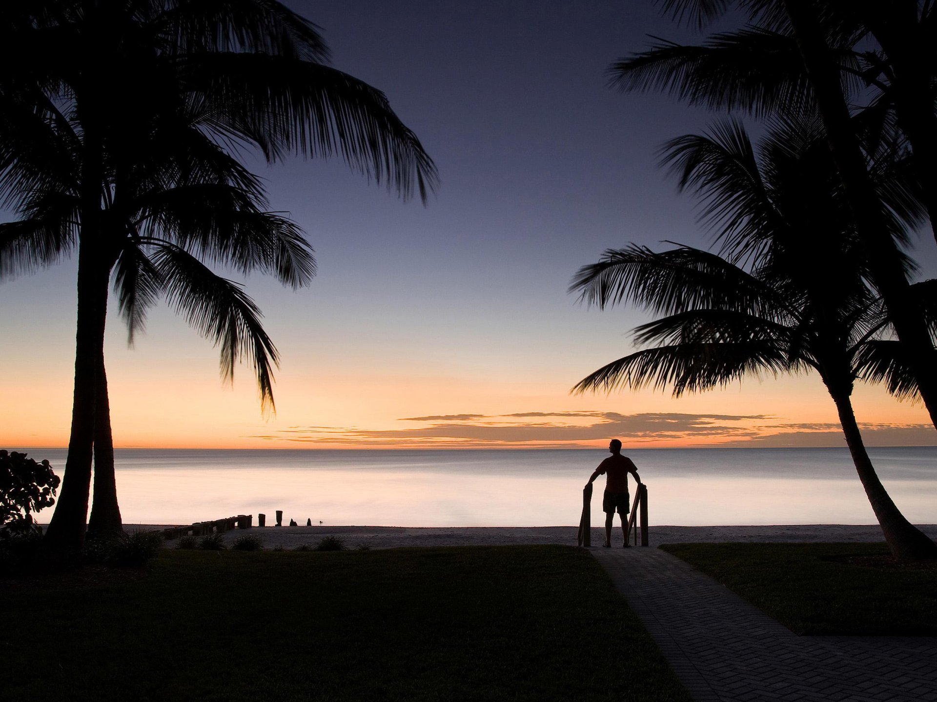 palmiers homme silhouette horizon paysage