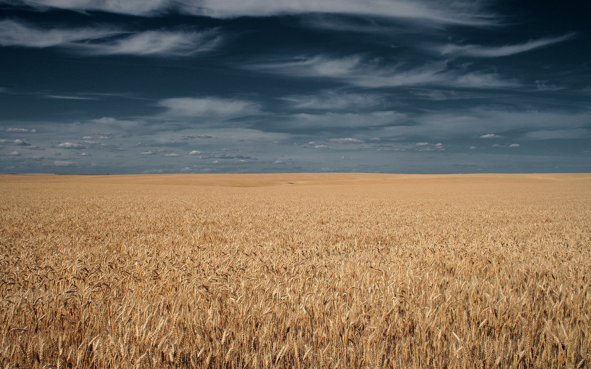 campo espigas cielo nubes horizonte