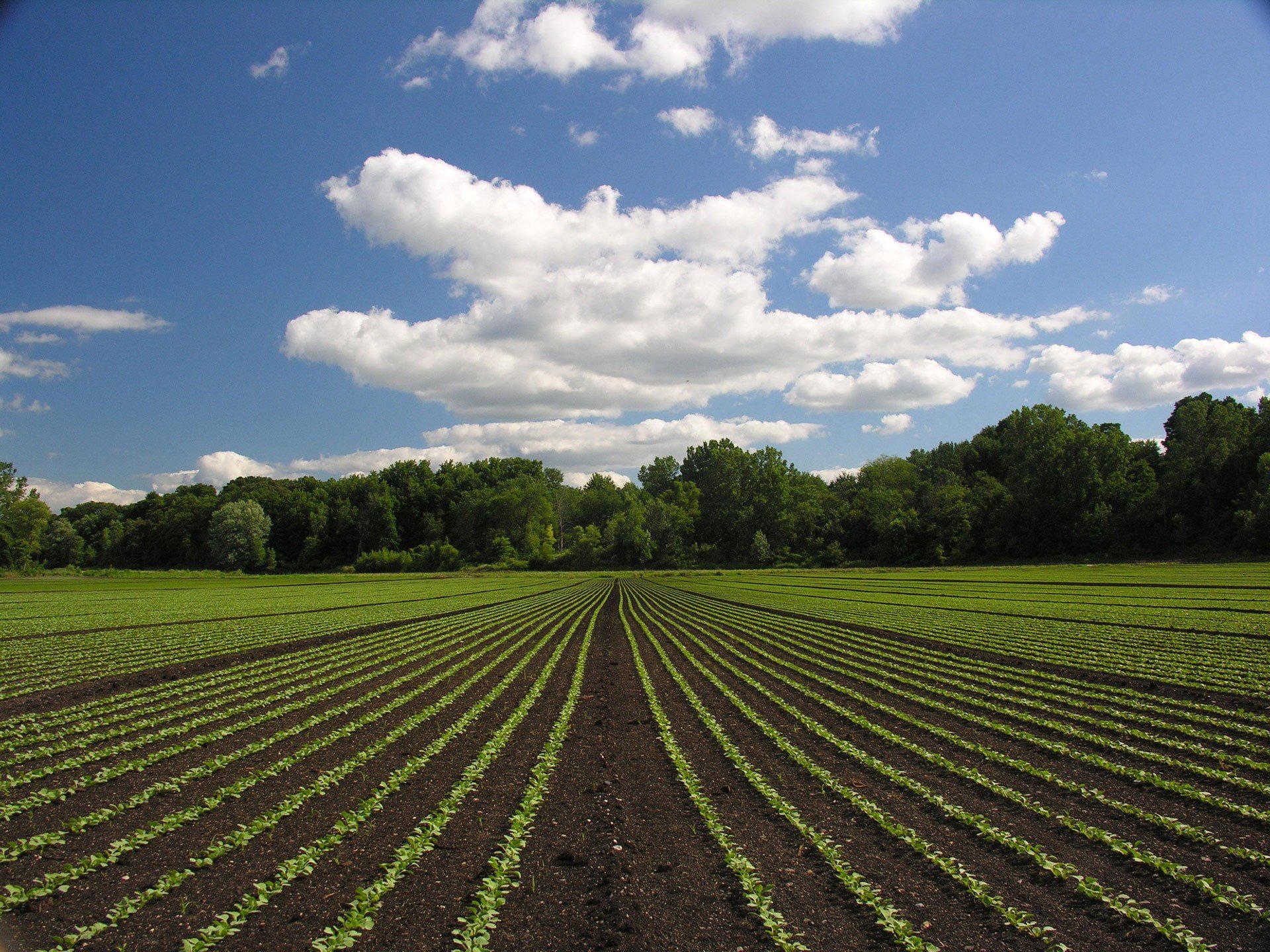 beds the field cloud