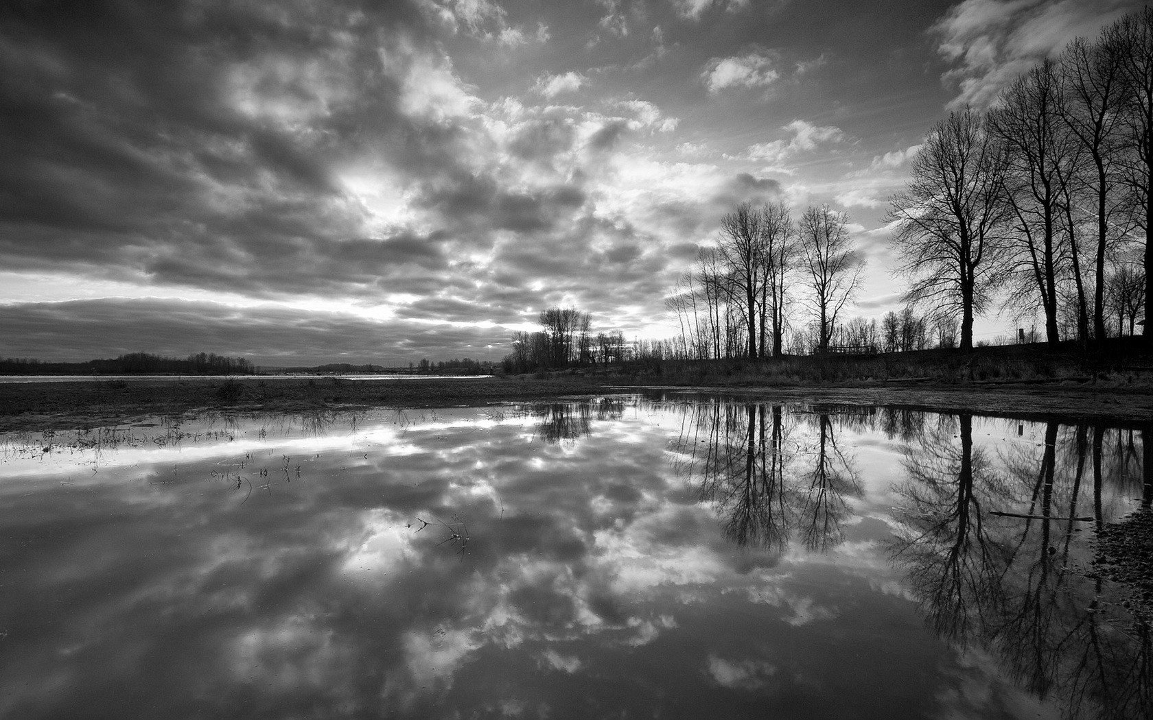 blanco y negro árboles reflexión agua