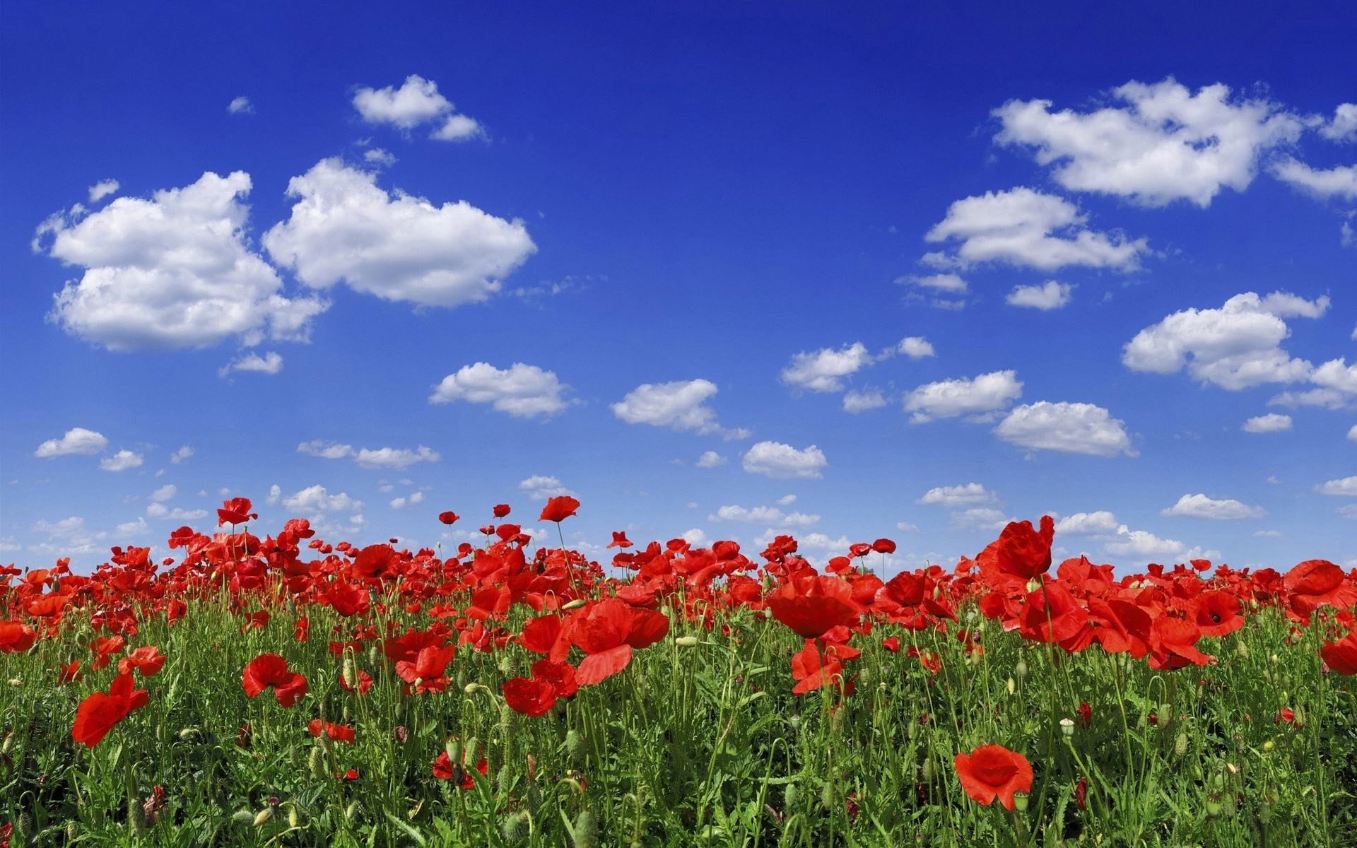 coquelicots fleurs ciel nuages