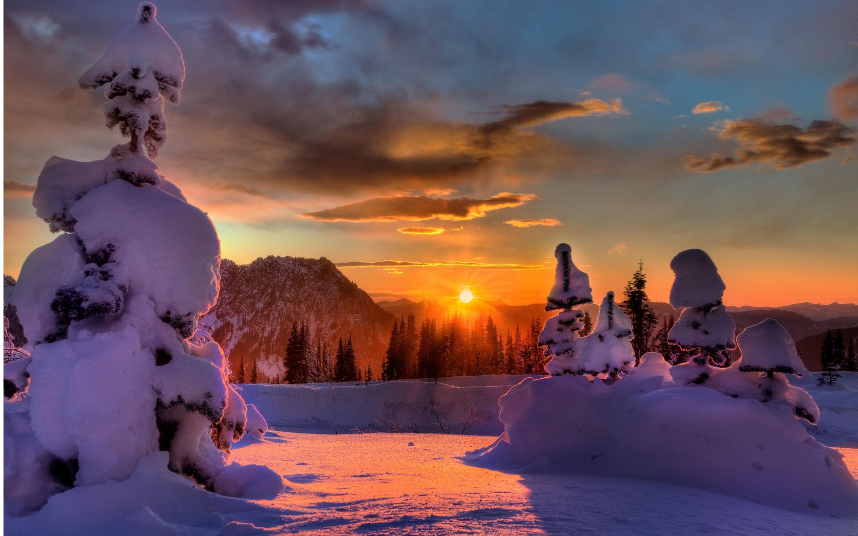 inverno foresta neve alberi di natale sole luce raggi