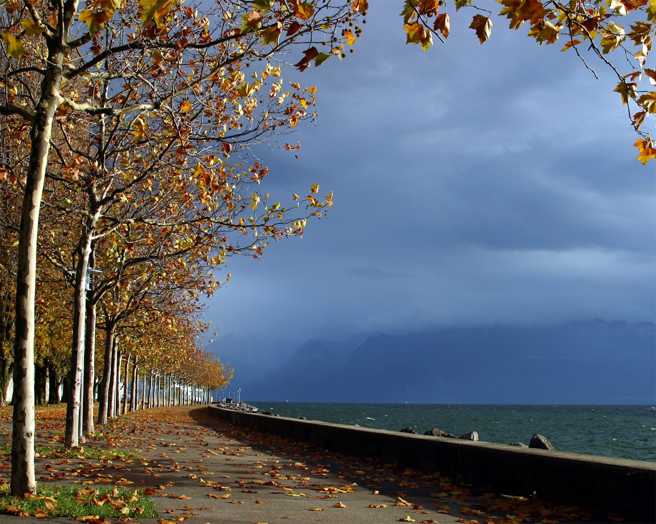 alley park tree autumn leaves water sea sky horizon