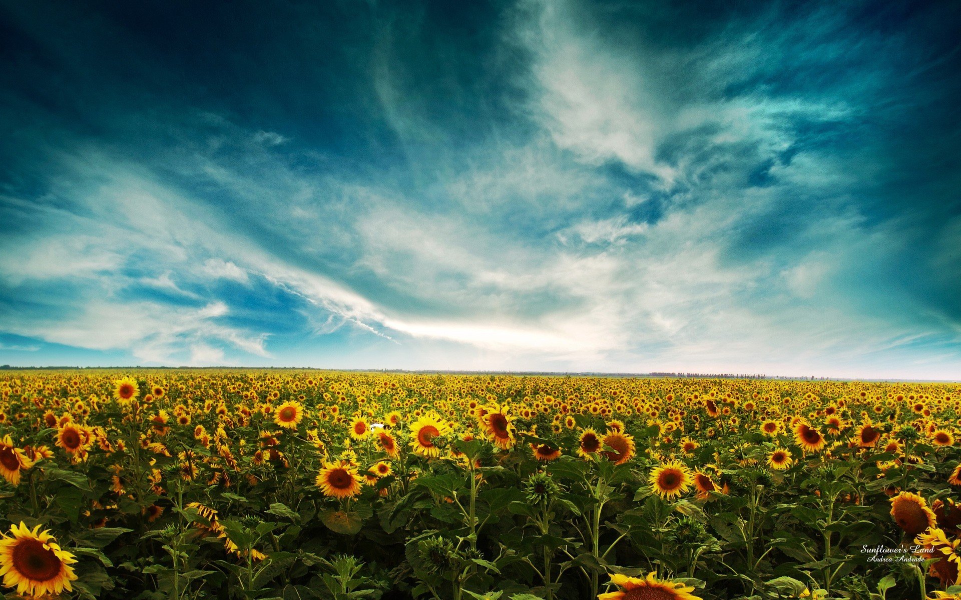 girasoles campo cielo nubes