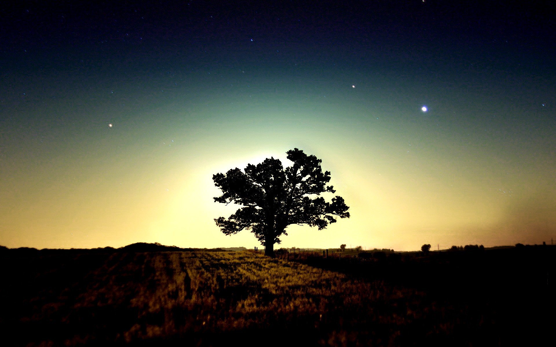 arbre matin étoiles