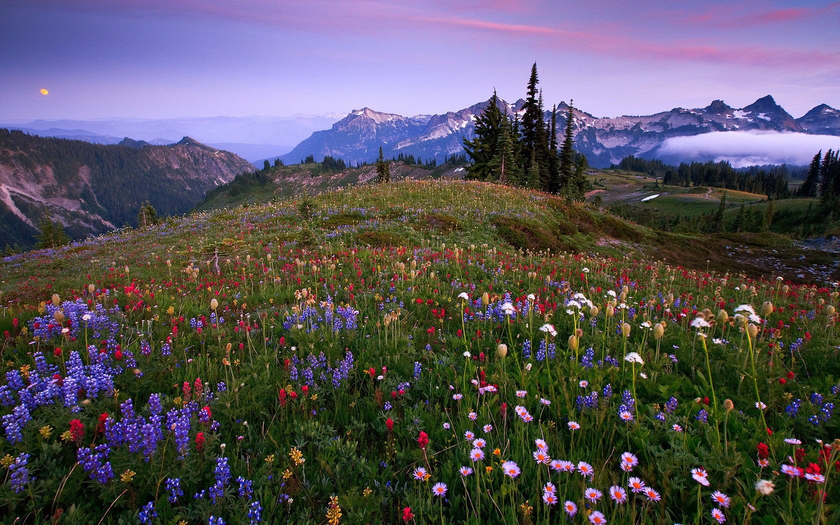 blumen berge gras bäume