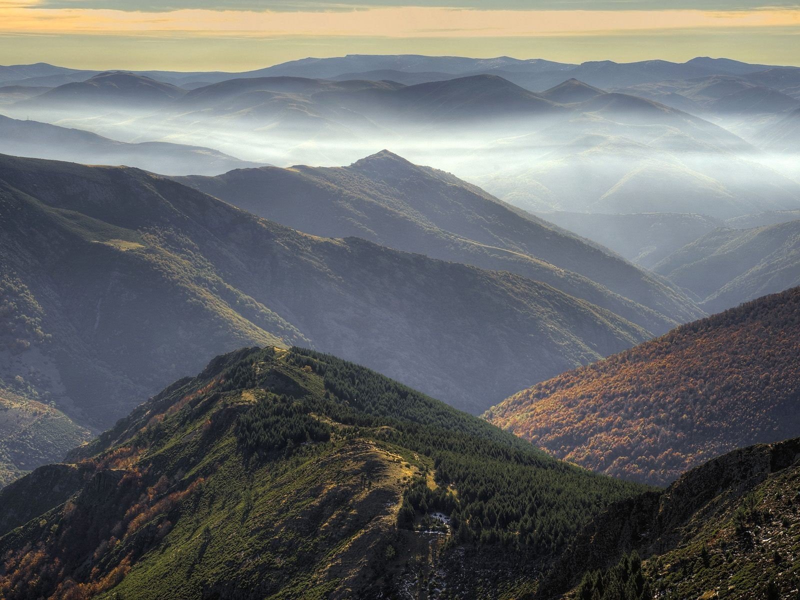 hills fog forest