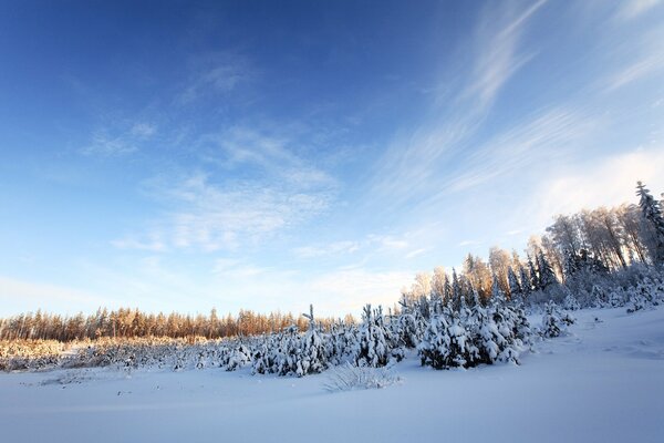 Forêt sauvage en robe d hiver