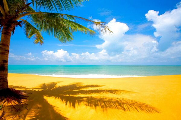 Palm tree on the background of the blue sea