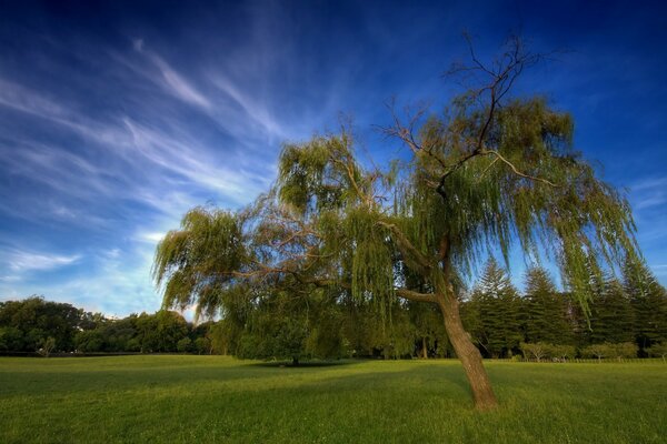 A lonely tree against the sky