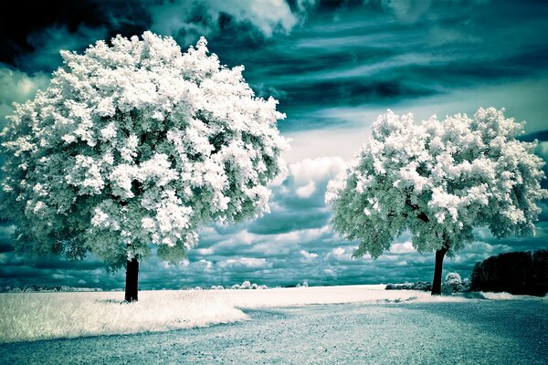 Alberi e un campo in un paesaggio a infrarossi