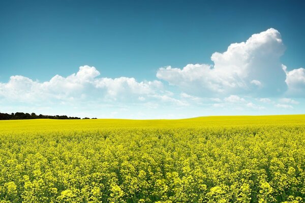 Été. Champ propre avec des fleurs