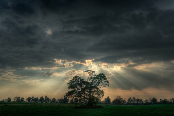 Ein einsamer Baum im Feld wird von Strahlen durch die Wolken beleuchtet