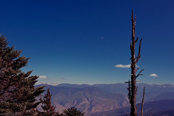 Photo de branches d arbres et de montagnes