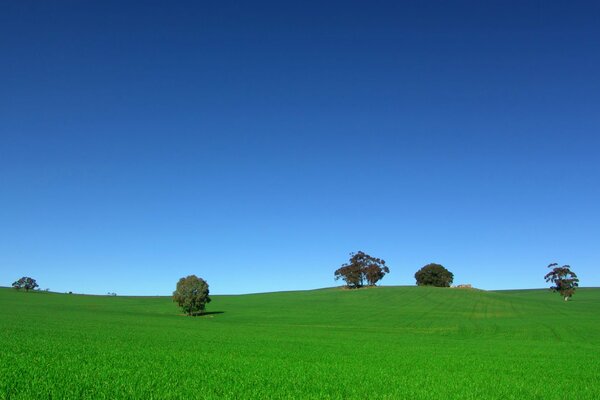 Rare trees in the field. blue sky