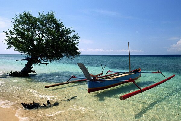 Barca sotto un albero su una spiaggia abbandonata