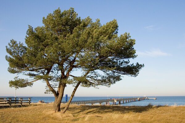 Vieil arbre à côté de la jetée