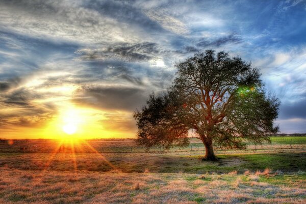 Drzewo na środku pola w promieniach słońca