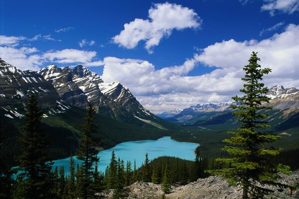 Paysage de montagne avec lac et sapins