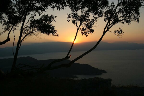 Evening sunset. Trees and the sea