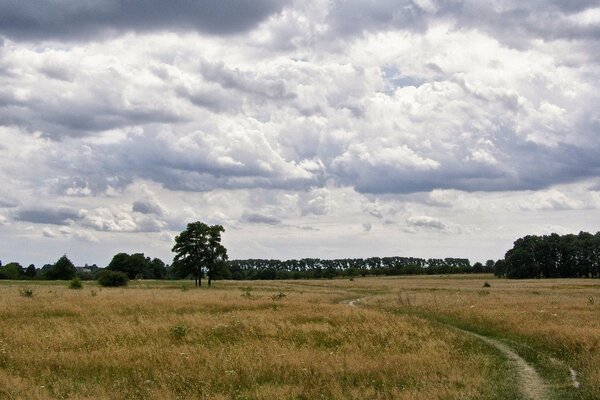 Campo de verano con nubes