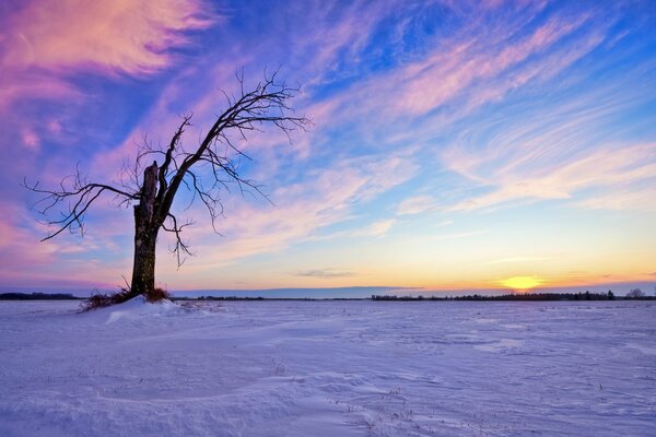 Foto des Baumes im Winter auf dem Hintergrund des Sonnenuntergangs